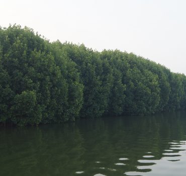 Reflection of mangroves on water