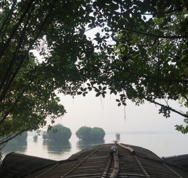 Shikara boat ride through mangrove arches