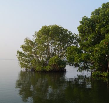Mangroves on Astamudi lake